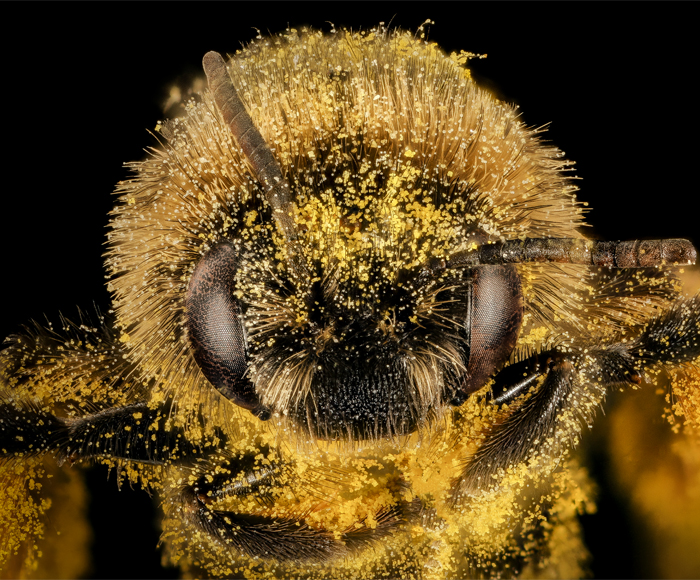 Bee – Co-op News
